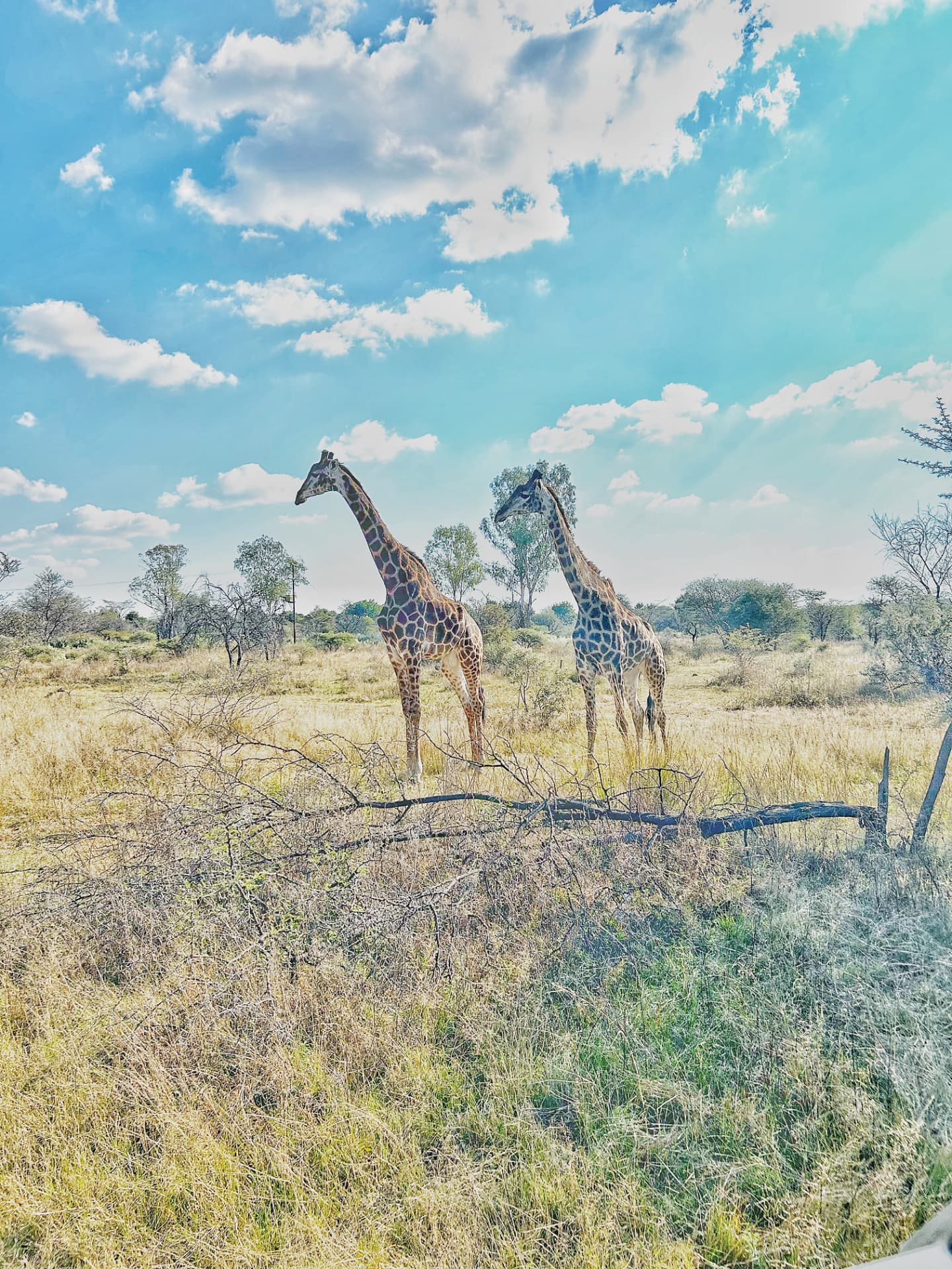 Two giraffes walking through open Waterberg grassland