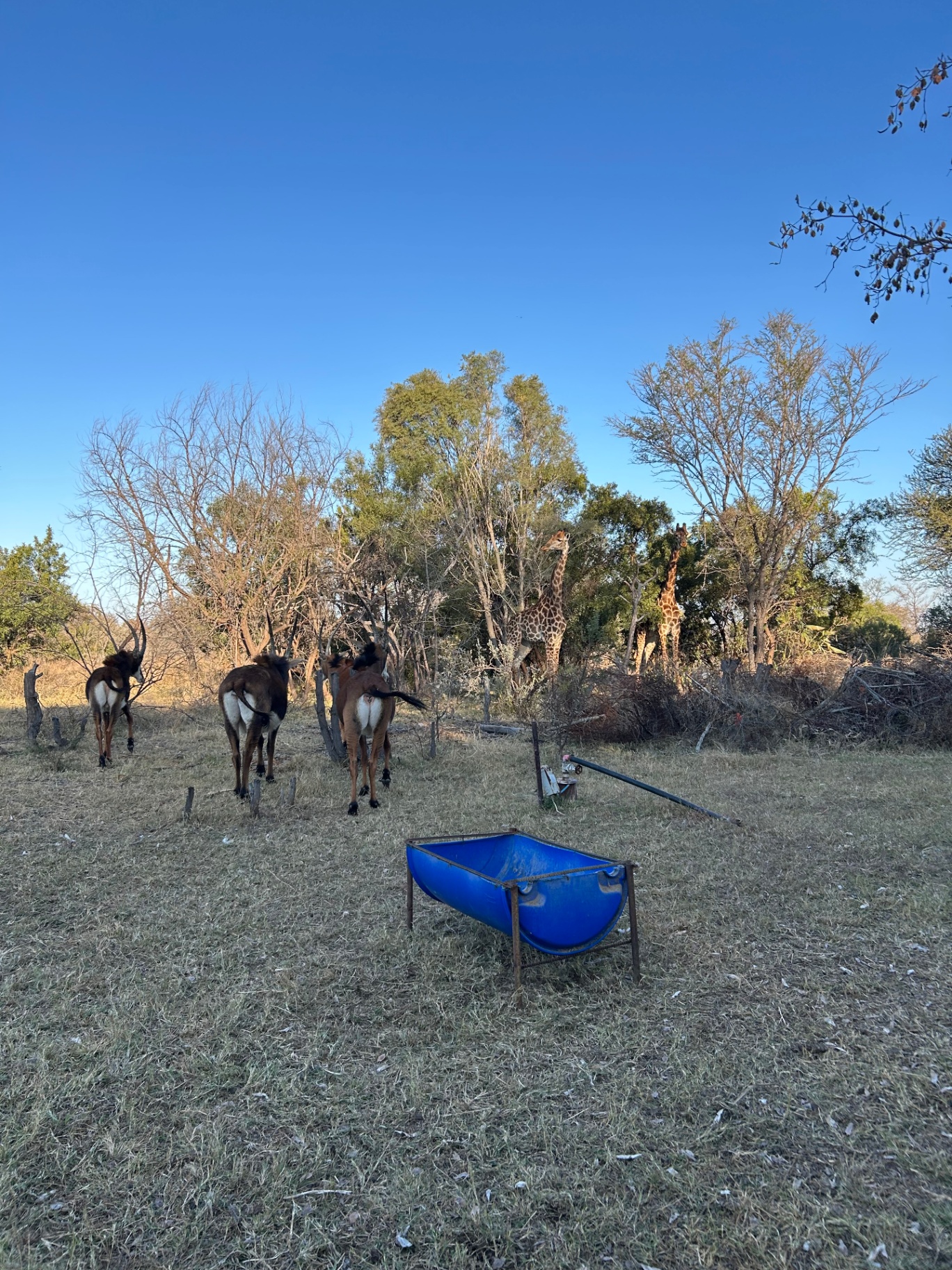 Elephants at the waterhole at dawn